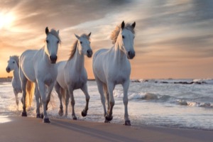 white horses